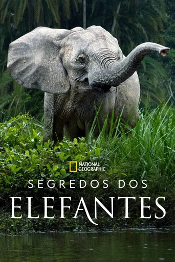 Assistir Segredos dos Elefantes Online